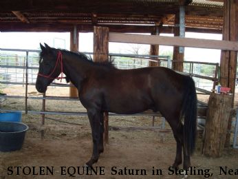 STOLEN EQUINE Saturn in Sterling, Near Tucson, AZ, 85736